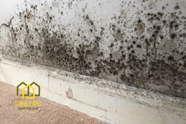 What’s the First Step to Take When You Notice Damp on a Party Wall Manchester?